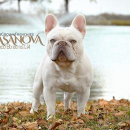 King Casanova - French Bulldog