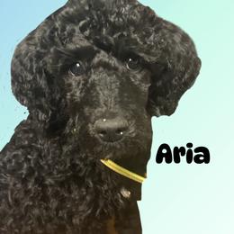 Aria - Black female Poodle puppy in Baltimore, Maryland from Steinrock’s Standards