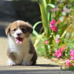 Pembroke Welsh Corgi Puppies from Willow Creek Corgis