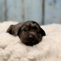 Titanium - Blue male Australian Labradoodle puppy in Brush Prairie, Washington from Fancy Pants Labradoodles
