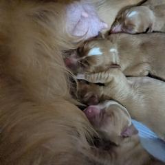 Boy 2 - Red male Nova Scotia Duck Tolling Retriever puppy in Belmont, Ohio from Rosecreek Tollers