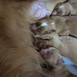 Boy 2 - Red male Nova Scotia Duck Tolling Retriever puppy in Belmont, Ohio from Rosecreek Tollers