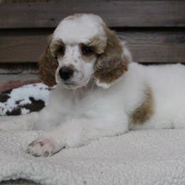 Assorted Doodle Crosses, Bernedoodle, Goldendoodle, and Poodle Puppies from Paramount Family Doodles