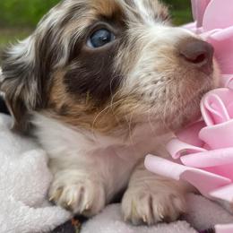 Dachshund Puppies from Shawnee Tribe