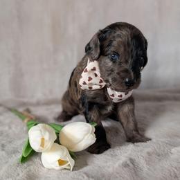 Ned - Merle male Goldendoodle puppy in Rockledge, Florida from Bellady's Shihpoos