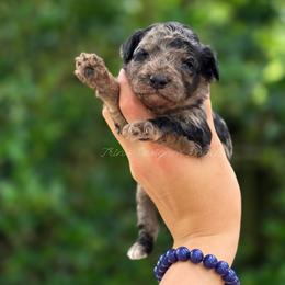 Zenith - Black phantom male Aussiedoodle puppy in Centreville, Mississippi from Trin's Designer Doodles