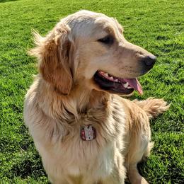 Koffee - Golden Retriever