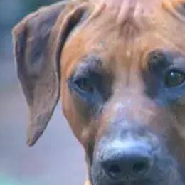 Tyron - Rhodesian Ridgeback