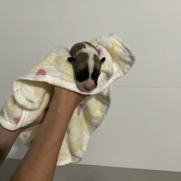 Eddie - Red male Pembroke Welsh Corgi puppy in Morgantown, Pennsylvania from GoldStar Corgis (License Number 18519)