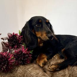 Milda - Dachshund
