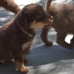 Mango - Tan female Chesapeake Bay Retriever puppy in Soap Lake, Washington from Desert Oasis Kennels