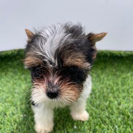 Scar-4300 AKC very very tiny - Black tan and white female Biewer Terrier puppy in Douglas, Georgia from Heartland small breeds
