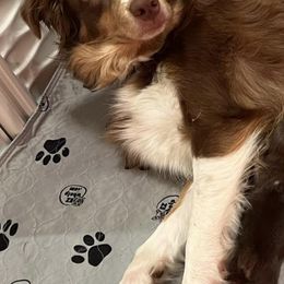 Australian Shepherds and Miniature American Shepherds from Countryside Kennels and Aussies