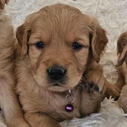 Nova - Golden female Golden Retriever puppy in Milton Freewater, Oregon from Lilac Acres
