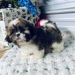 AKC Major - Liver and white male Shih Tzu puppy in Elgin, South Carolina from Silver Bells Paw Prints