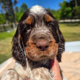 Ranier - Liver and white male English Springer Spaniel puppy in Hephzibah, Georgia from Sidel's Springers