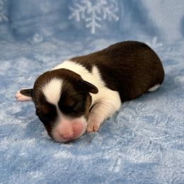Vixen- fluffy coat - Sable and white female American Corgi puppy in Waskom, Texas from Piney Woods Corgis
