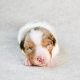 Sage - Red merle female Australian Shepherd puppy in Aberdeen, North Carolina from Huckleberry Hill Aussies LLC.