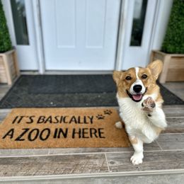 Winston - Pembroke Welsh Corgi