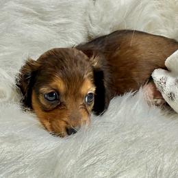 Shiner - Sable male Dachshund puppy in Fort Worth, Texas from Louis' Litters