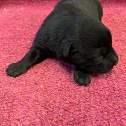 Wicked - Black female Australian Shepherd puppy in Whitwell, Tennessee from Owl Hollow Farm