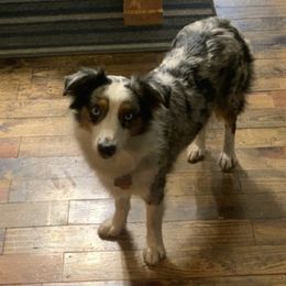 Miniature Australian Shepherds from Comeaux Aussies