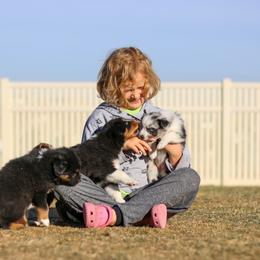 Australian Shepherd, Miniature American Shepherd, and Miniature Australian Shepherd Puppies from Painted Blue Aussies