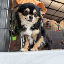 Charlie - Chihuahua