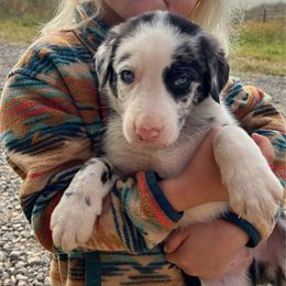 Boy 2 - Slate merle male Border Collie puppy in Rural Retreat, Virginia from Hidden Acres Farm Corgis