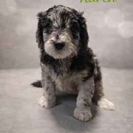 Karen Wheeler - Blue merle female Bernedoodle puppy in Bennett, Colorado from Darling Paws, LLC