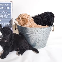 Bernedoodle Puppies from Sugarcreek Haven Bernedoodles