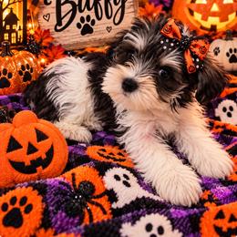 Buffy - Black and tan female Companion Cross puppy in Carriere, Mississippi from Sassy Schnauzers