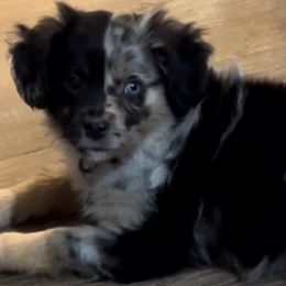 Australian Shepherds, Miniature American Shepherds, Miniature Australian Shepherds, and Toy Australian Shepherds from HP Aussie Kennels