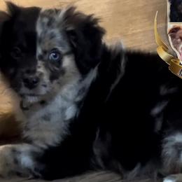 Australian Shepherds, Miniature American Shepherds, Miniature Australian Shepherds, and Toy Australian Shepherds from HP Aussie Kennels