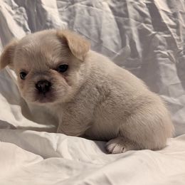 Boy 1 - White male French Bulldog puppy in Battle Ground, Washington from Ferguson's Bulldogs