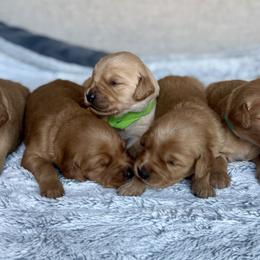 Golden Retrievers from Roepke Golden Retrievers
