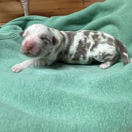 Miniature Australian Shepherd puppies from D & D Miniature and Toy Australian Sheppards