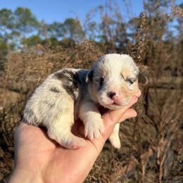 Mint - Blue merle and white male American Corgi puppy in Inverness, Florida from Canaan Farm Corgis
