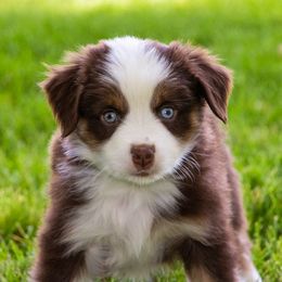 Miniature American Shepherd and Miniature Australian Shepherd Puppies from Bellewynd Acres