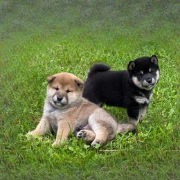 Akita and Shiba Inu Puppies from Day Dream Shiba Inu’s