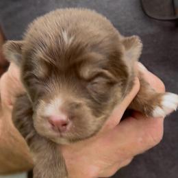 Kaylyn - Chocolate female Pomsky puppy in Spring Hill, Florida from PDQ Pomskies