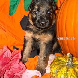 Quintessa Grey Collar - Black and red female German Shepherd puppy in Hillsboro, Indiana from Salty Raccoon Ranch German Shepherds