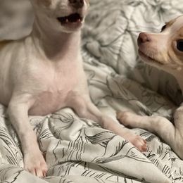 Chihuahua Puppies from Pittsburgh Paw Prints