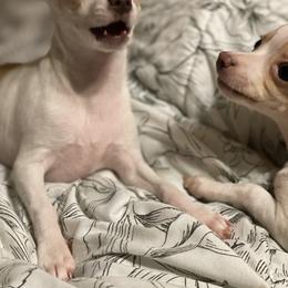 Chihuahua Puppies from Pittsburgh Paw Prints
