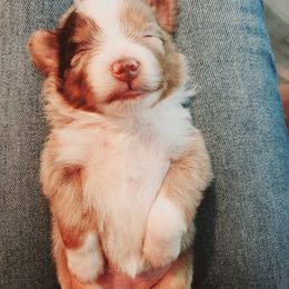 Miniature Australian Shepherd and Toy Australian Shepherd Puppies from Kinsley's Cuties & SouthPaw Creations