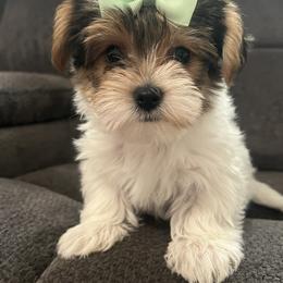 Sunshine - Parti female Yorkshire Terrier puppy in Jacksonville, Florida from The Yorkie Shack