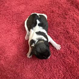 Lucy - Parti female Miniature Schnauzer puppy in Comanche, Texas from Circle R Sidney