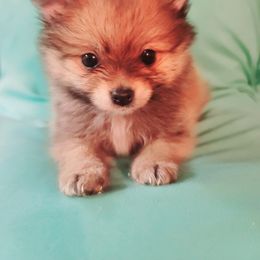 Pomeranian Puppies from Marsha's Pomeranians