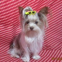 Gizmo - Yorkshire Terrier