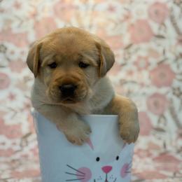 Jasper - Yellow male Labrador Retriever puppy in Isle, Minnesota from Dog Ear Outfitters